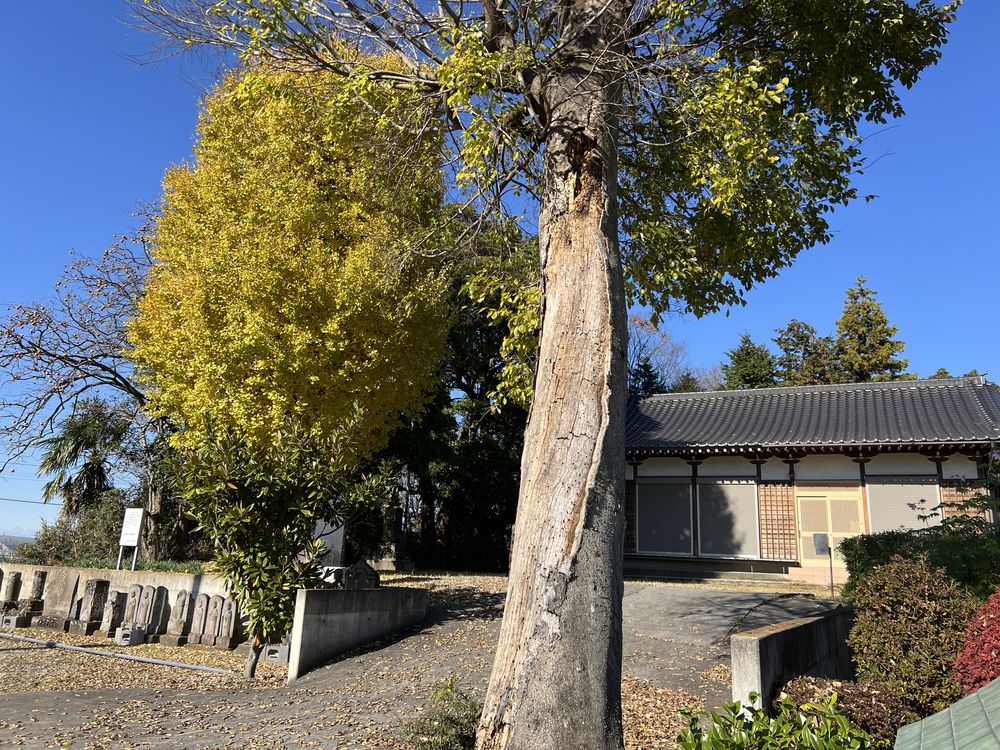 覚性寺｜松伏町金杉