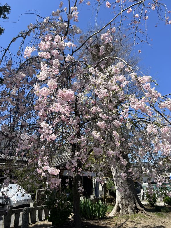 しだれ桜｜桶川稲荷神社