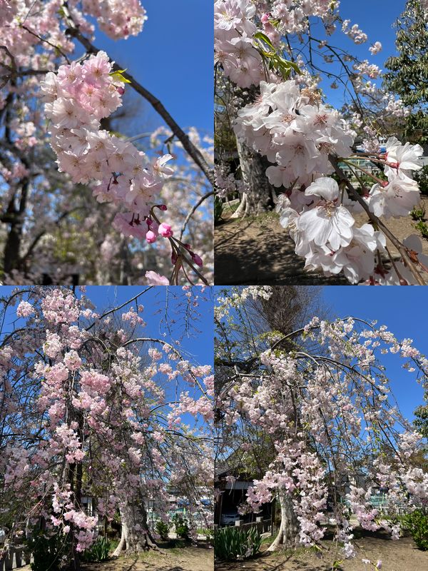 満開の八重紅枝垂