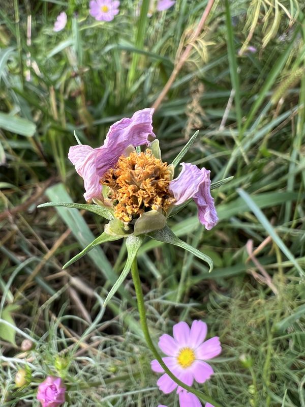枯れてゆくコスモスの花
