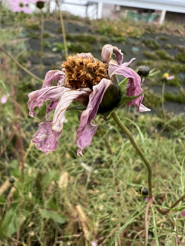 枯れてゆくコスモスの花