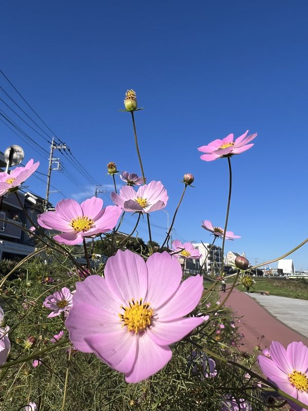コスモス