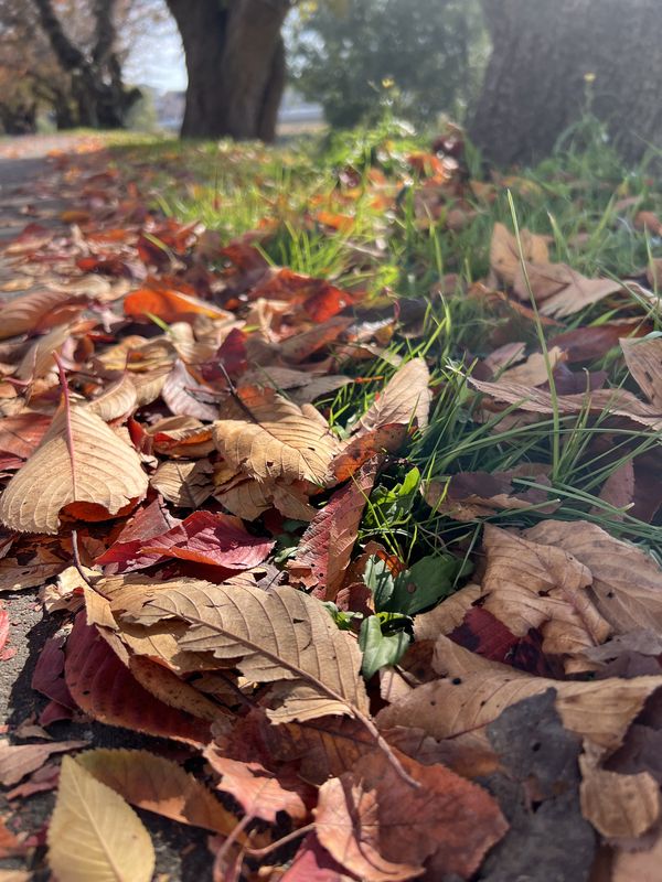 木の葉散る