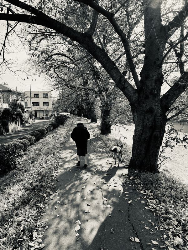 木の葉散る元荒川