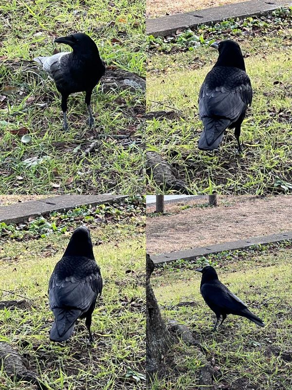 ハシボソガラス