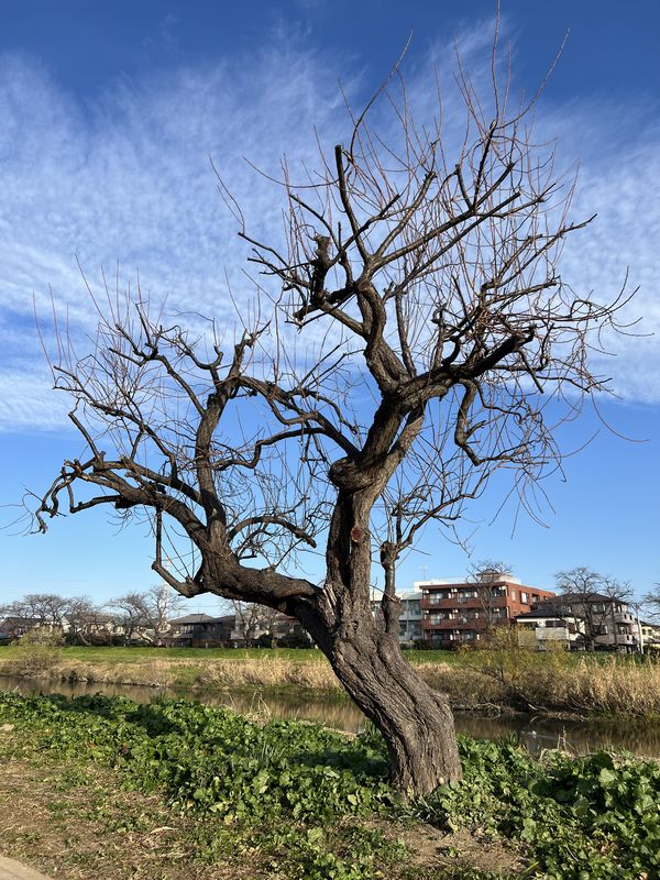 裸木になった梅