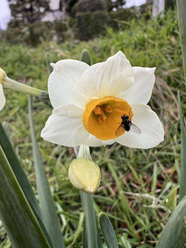 水仙と虻