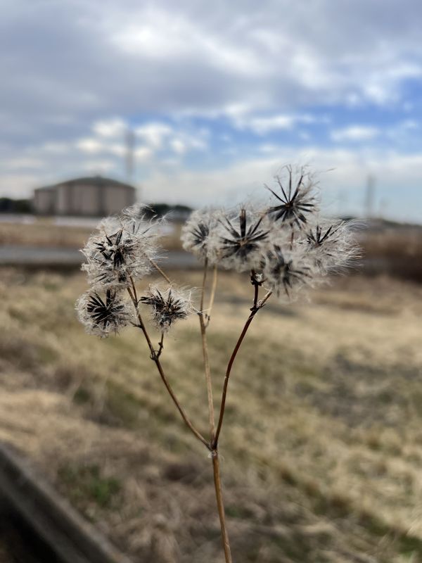 ヤクシソウの綿毛