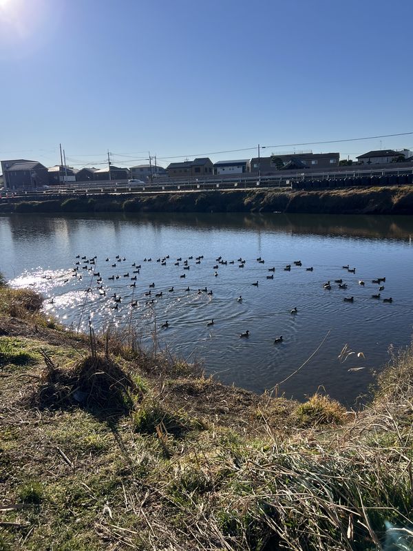 北越谷・元荒川の河川敷