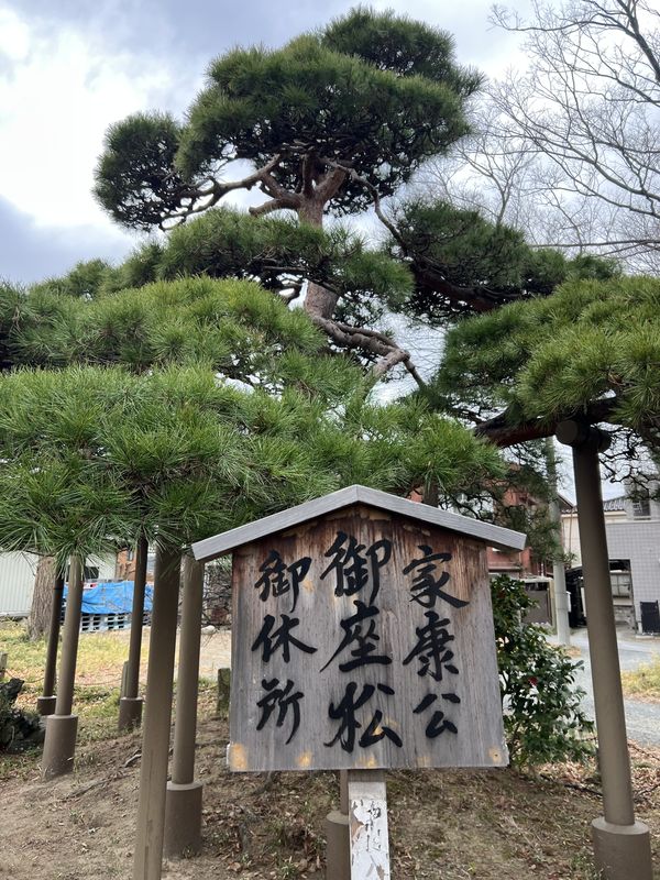 御座の松|越谷市大聖寺