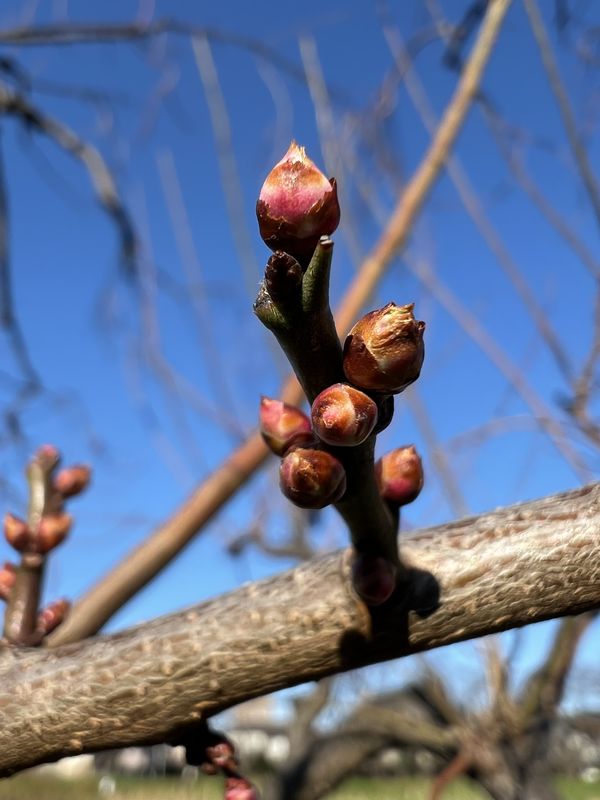 白梅の冬芽