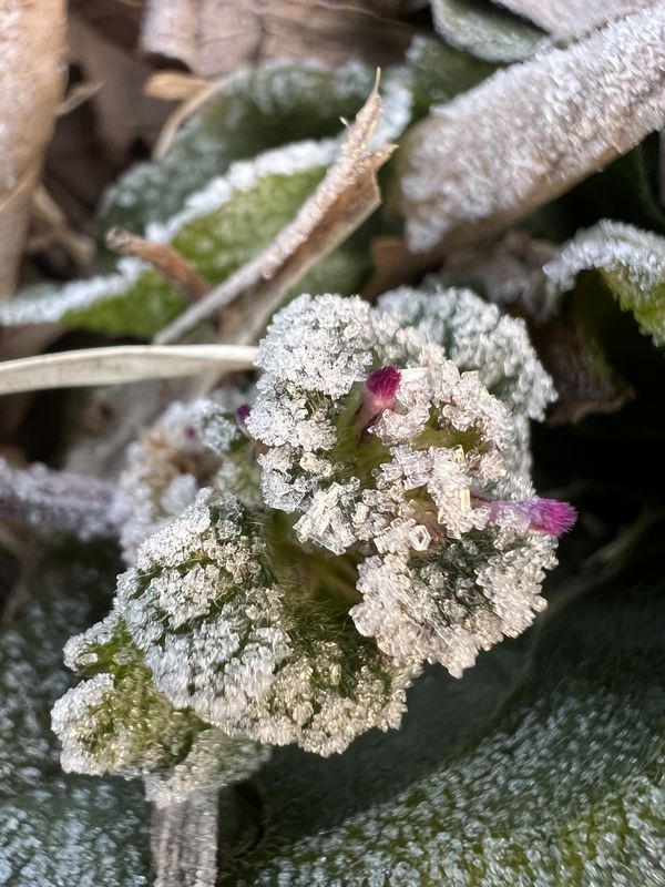 霜をかぶったホトケノザ