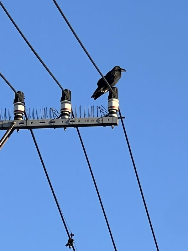 電線のカラス