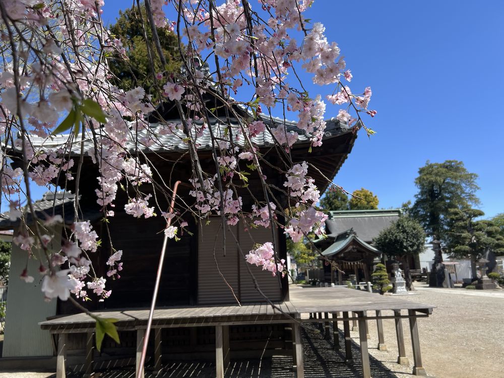 桶川稲荷神社の欅稲荷と満開のしだれ桜