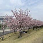 思川桜堤 思川桜堤