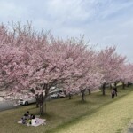 思川桜堤 思川桜堤