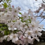 思川桜 思川桜