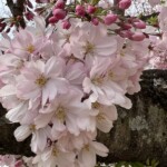 思川桜 思川桜