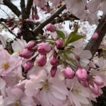 思川桜 思川桜