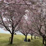 桜のトンネル 桜のトンネル