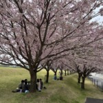 花見 花見
