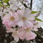 思川桜