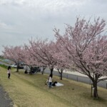 桜並木 桜並木