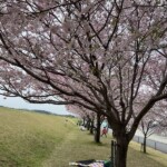 桜並木 桜並木