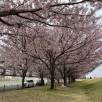 桜のトンネル 桜のトンネル