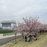 思川桜堤 思川桜堤