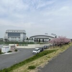 思川桜堤 思川桜堤