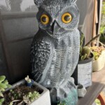 フクロウ フクロウ